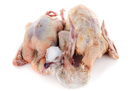 two pigeons meat in front of white backgroundの写真素材