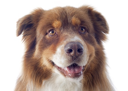 purebred australian shepherd  in front of white backgroundの写真素材