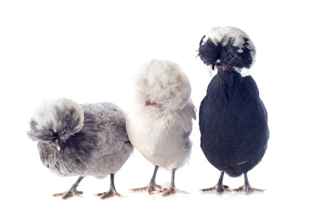 beautiful dutch bantam on a white backgroundの写真素材