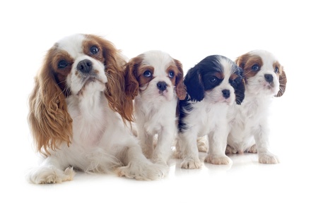 family cavalier king charles tricolor and blenheim in studioの写真素材