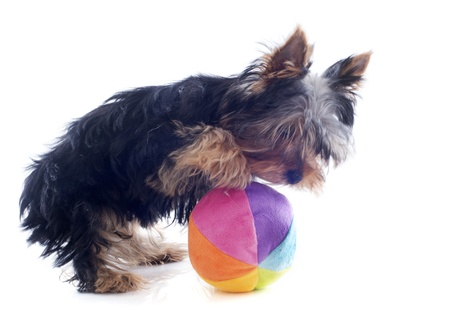 portrait of a puppy purebred yorkshire terrier who playing with a ball  in front of white backgroundの写真素材