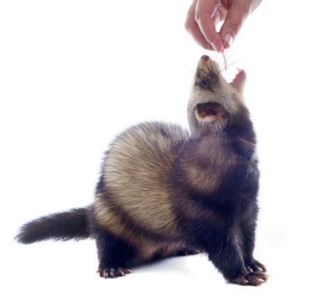 a male ferret feeding in a hand in front of white backgroundの写真素材