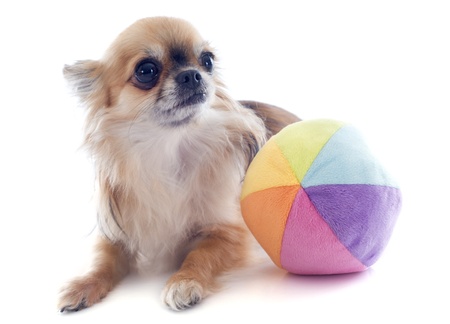 portrait of a cute purebred  chihuahua and ball in front of white backgroundの写真素材
