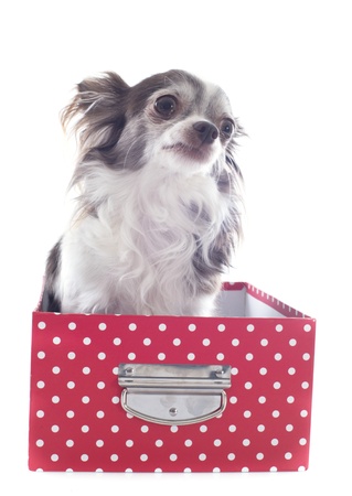portrait of a cute purebred  chihuahua in box  in front of white backgroundの写真素材