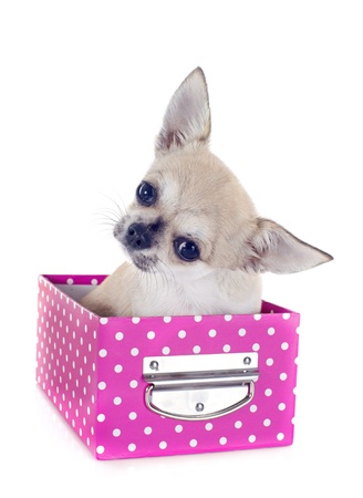 portrait of a cute puppy  chihuahua in box  in front of white backgroundの写真素材
