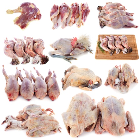 group of poultry in front of white backgroundの写真素材