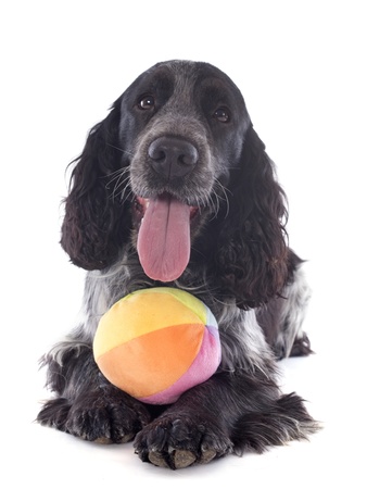 portrait of a  purebred english cocker in a studioの写真素材