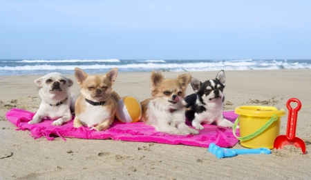 portrait of a cute purebred  chihuahuas on the beachの写真素材