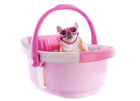 portrait of a cute purebred  chihuahua with sunglasses in a pink cosyの写真素材