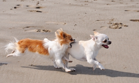 portrait of a fighting purebred  chihuahua on the beachの写真素材