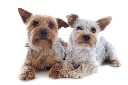 portrait of a purebred yorkshire terriers in front of white backgroundの写真素材