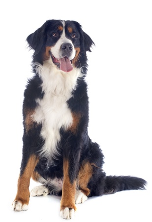 portrait of a purebred bernese mountain dog in front of white backgroundの写真素材