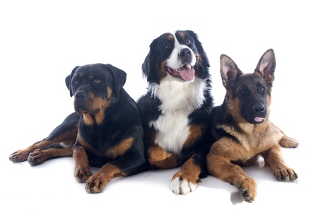 portrait of a purebred bernese mountain dog, rottweiler and german shepherd  in front of white backgroundの写真素材