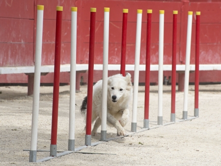 purebred border collie in a competition agilityの写真素材