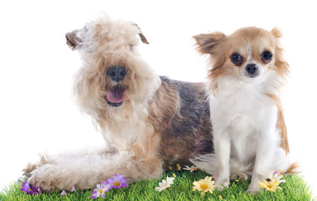 lakeland terrier and chihuahua in front of whie background