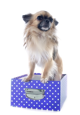 portrait of a cute purebred  puppy chihuahua in front of white backgroundの写真素材