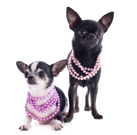 portrait of a cute purebred  chihuahuas in front of white backgroundの写真素材
