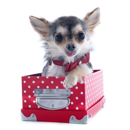 portrait of a cute purebred  puppy chihuahua with box in front of white backgroundの写真素材