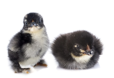 two Marans chicks in front of a white backgroundの写真素材