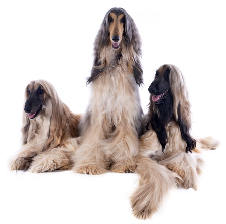 afghan hounds in front of white backgroundの写真素材
