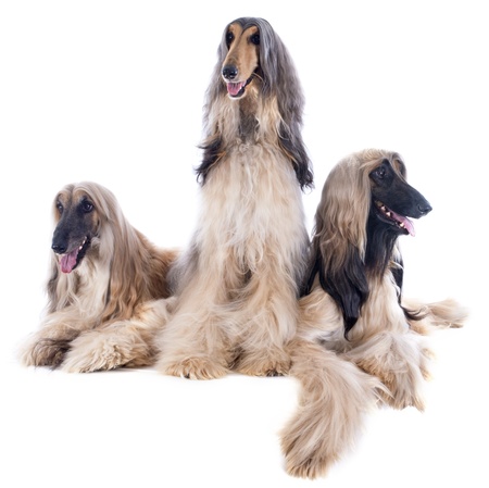 afghan hound in front of white backgroundの写真素材