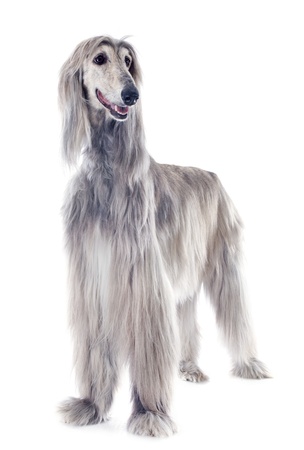 afghan hound in front of white backgroundの写真素材