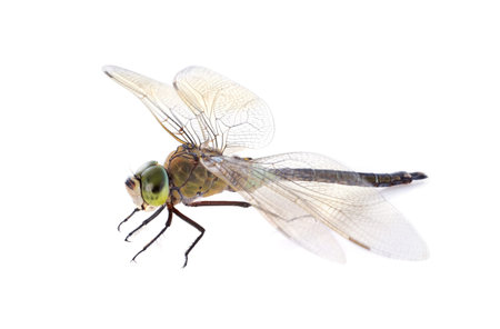 hawker dragonfly in front of white background
