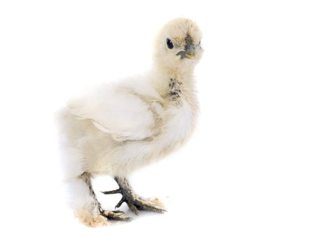 A small bantam silkie, one month, on a white backgroundの写真素材