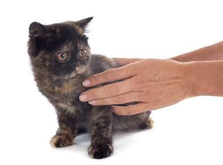 Exotic Shorthair kitten in front of white backgroundの写真素材