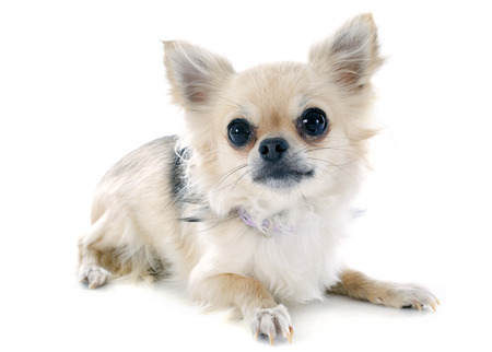 portrait of a cute purebred  puppy chihuahua in front of white backgroundの写真素材