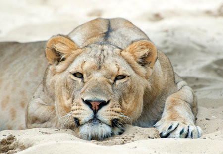 portrait of lioness laid down in the sand