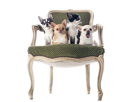 chihuahuas on an antique chair in front of white backgroundの写真素材
