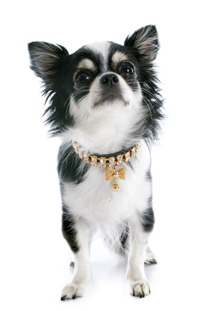 portrait of a cute purebred  puppy chihuahua and collar in front of white backgroundの写真素材
