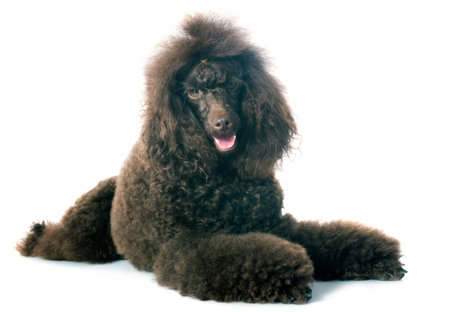 beautiful brown poodle in front of a white backgroundの写真素材