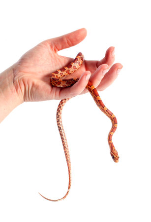 corn snake in hand, elaphe guttata in front of white background