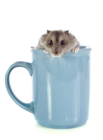 russian hamster in teacup in front of white backgroundの写真素材
