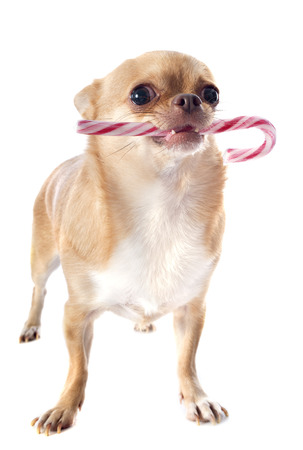 dressed chihuahua with candy in front of white backgroundの写真素材