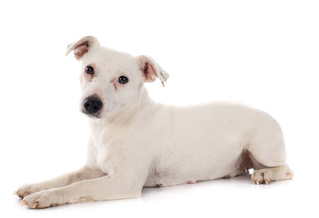 portrait of a purebred jack russel terrier in studioの写真素材