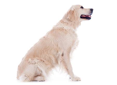purebred golden retriever  in front of a white backgroundの写真素材
