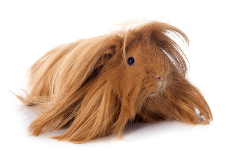 Peruvian Guinea Pig in front of white backgroundの写真素材