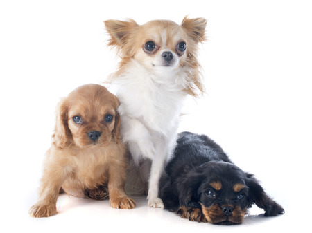 puppies cavalier king charles and chihuahua in front of white の写真素材