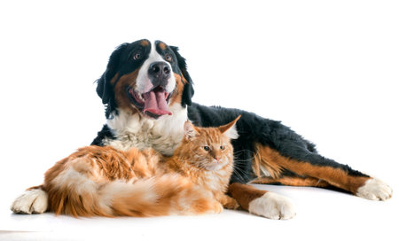 portrait of a purebred bernese mountain dog and maine coon cat in front of white background
