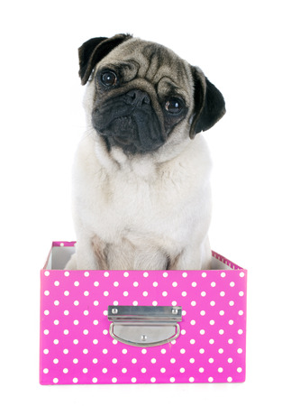 young pug in box in front of white backgroundの写真素材
