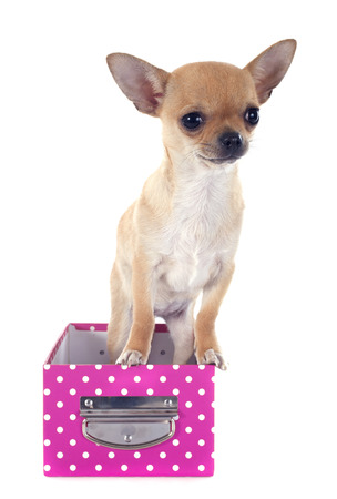 puppy chihuahua in front of white backgroundの写真素材