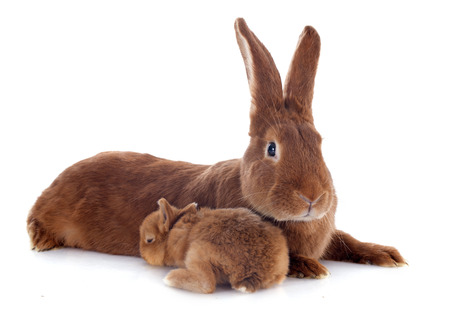 young rabbit and adult fauve de Bourgogne in front of white backgroundの写真素材