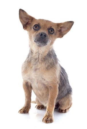 crossbred chihuahua in front of white の写真素材