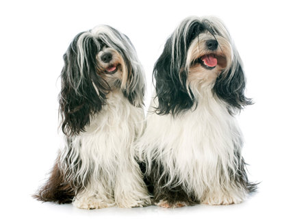 two Tibetan terrier in front of white background