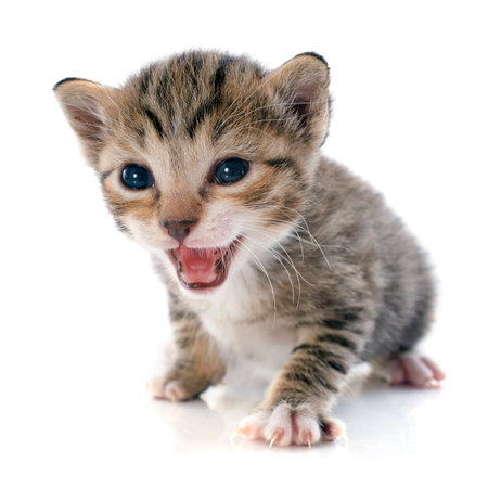 tabby kitten in front of white backgroundの写真素材