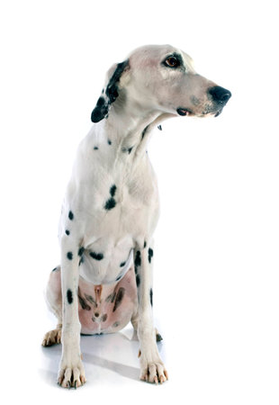dalmatian dog in front of white backgroundの写真素材
