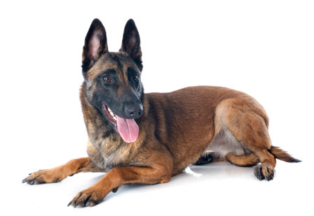 purebred belgian sheepdog malinois on a white background